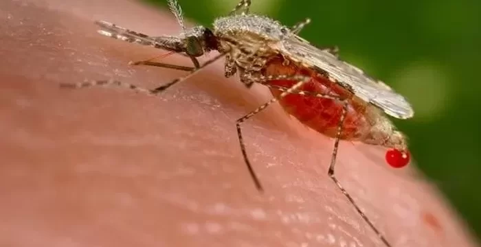 Mengenal Virus Oropouche, Simak Cara Penularannya!